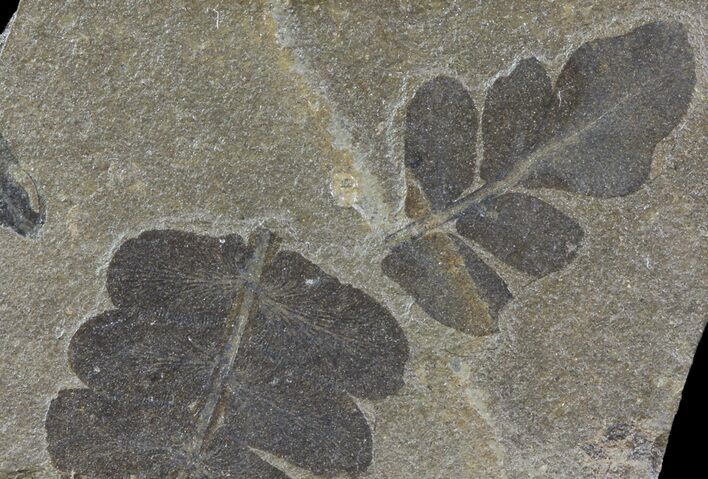 Pennsylvanian Fern (Neuropteris) Fossil - Kinney Quarry, NM #80442
